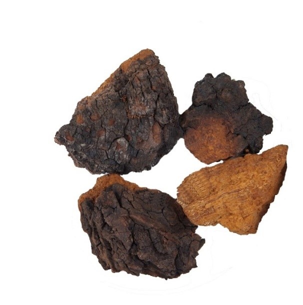 Dried chaga mushroom.jpg